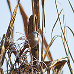BB 06 0044 / Panurus biarmicus / Skjeggmeis <br /> Phragmites australis / Takrør